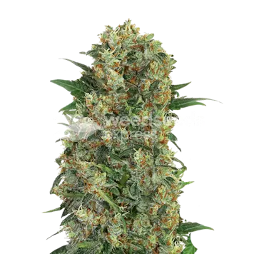 Photo of Master Kush Feminized Seeds