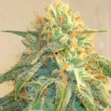 Product image for Flower – 1/2 LB Suver Haze