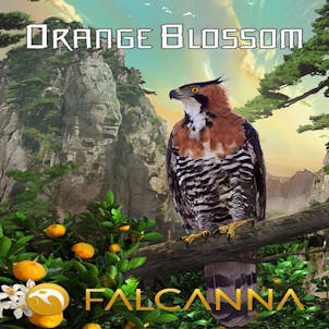 Photo of Orange Blossom