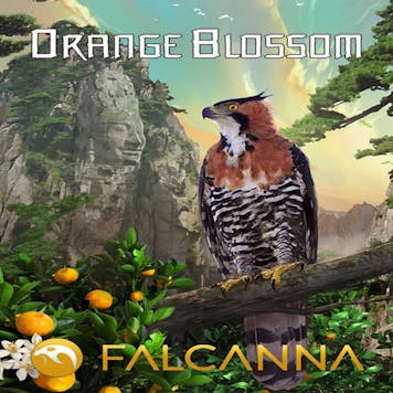 Photo of Orange Blossom