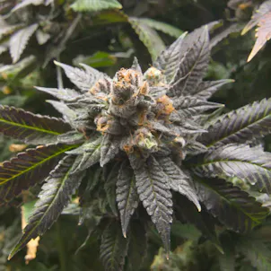 Photo of God Bud seeds