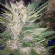 Product image for Platinum Skunk Glue Seeds 6-Pack