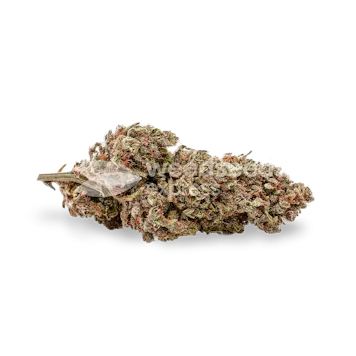 Photo of G13 Autoflower Seeds