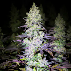 Photo of Ice Cream Cake