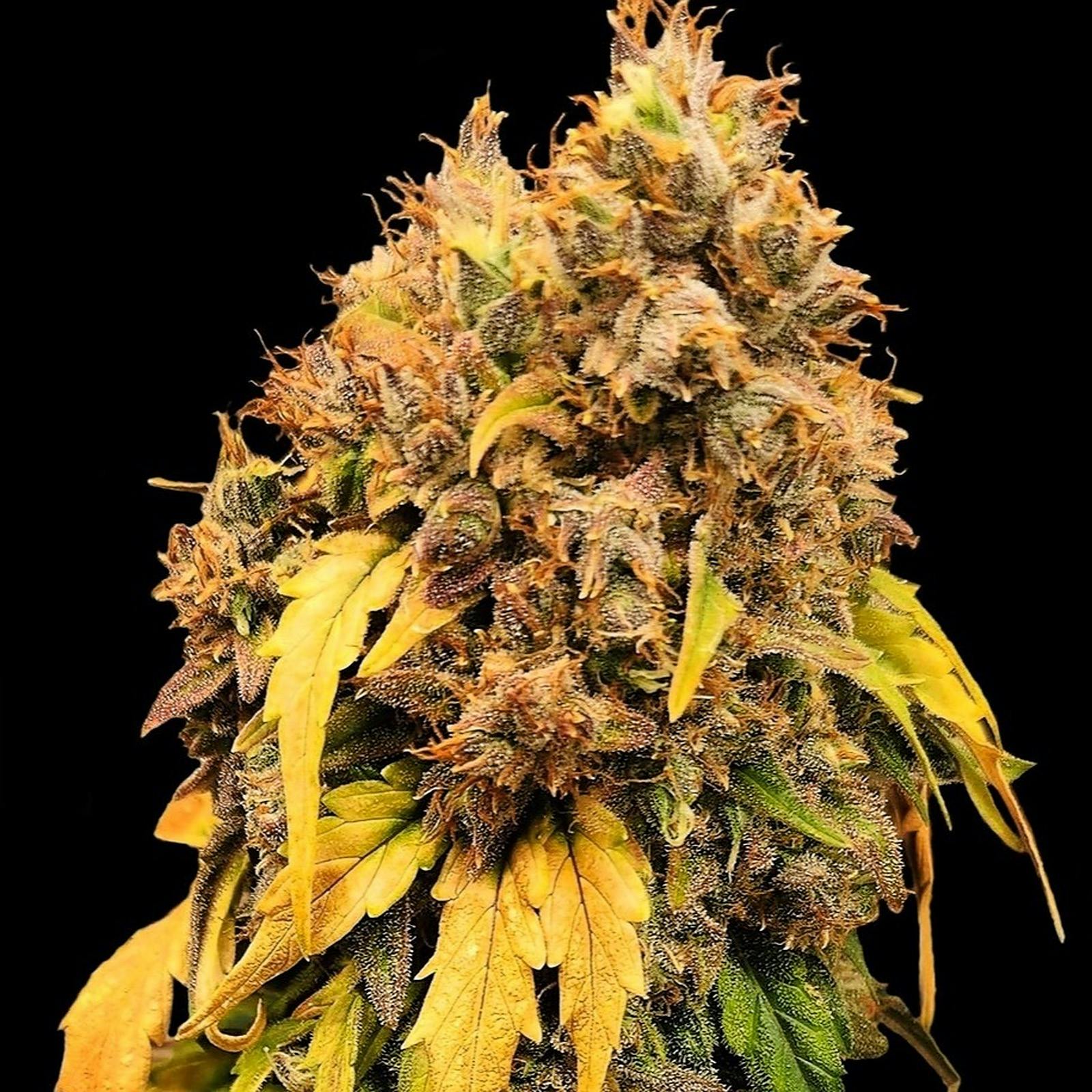 Fast Buds Autoflowering Cannabis Seeds CBD Auto 201 Fast Buds seeds