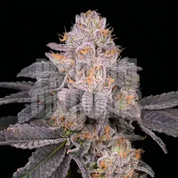 Photo of Purple Octane