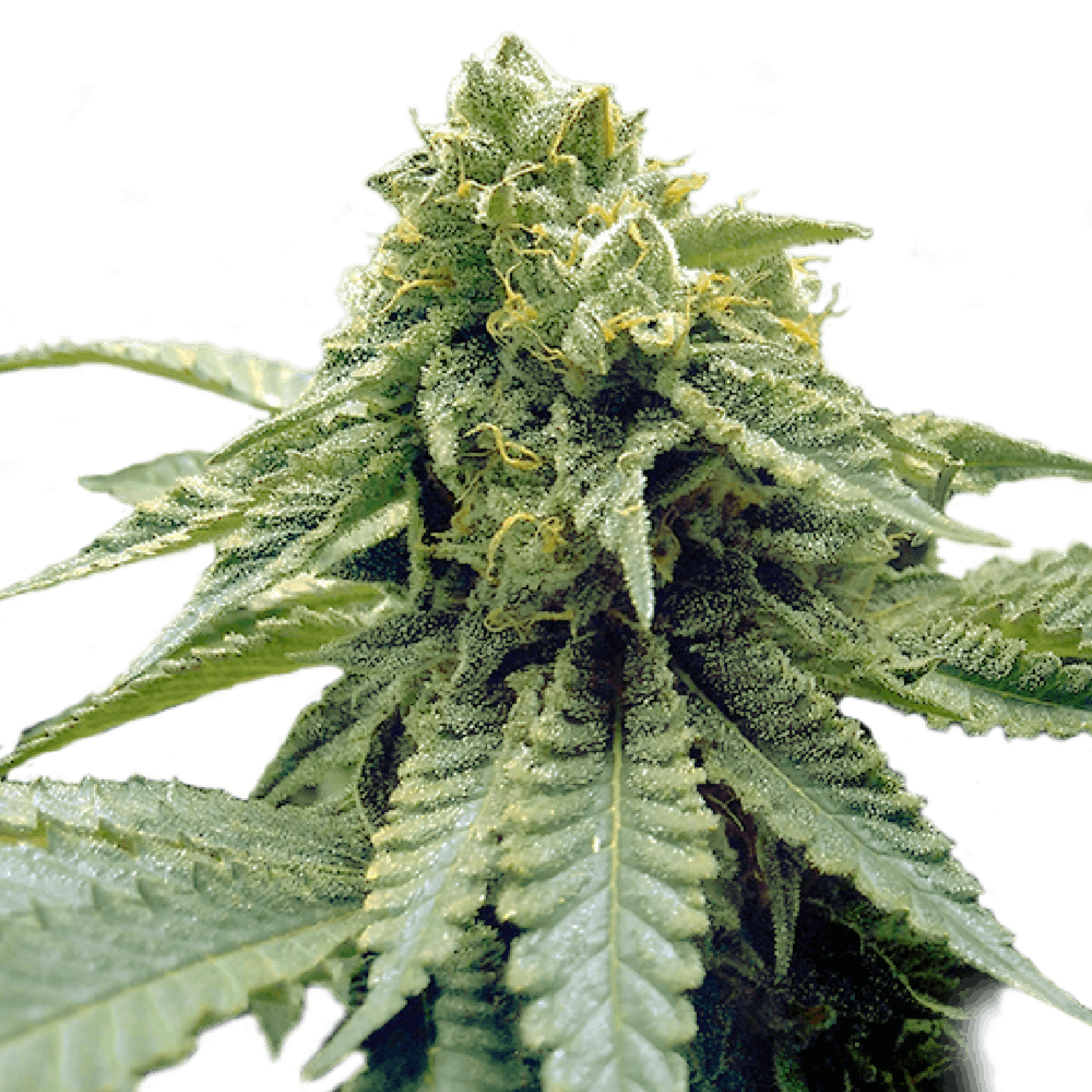 Variety Of Cannabis Chocolate Mint Leafly