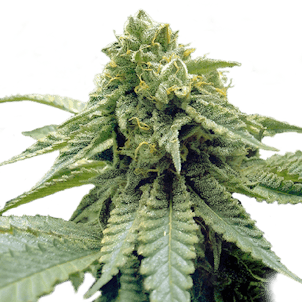 Photo of Chocolate Mint