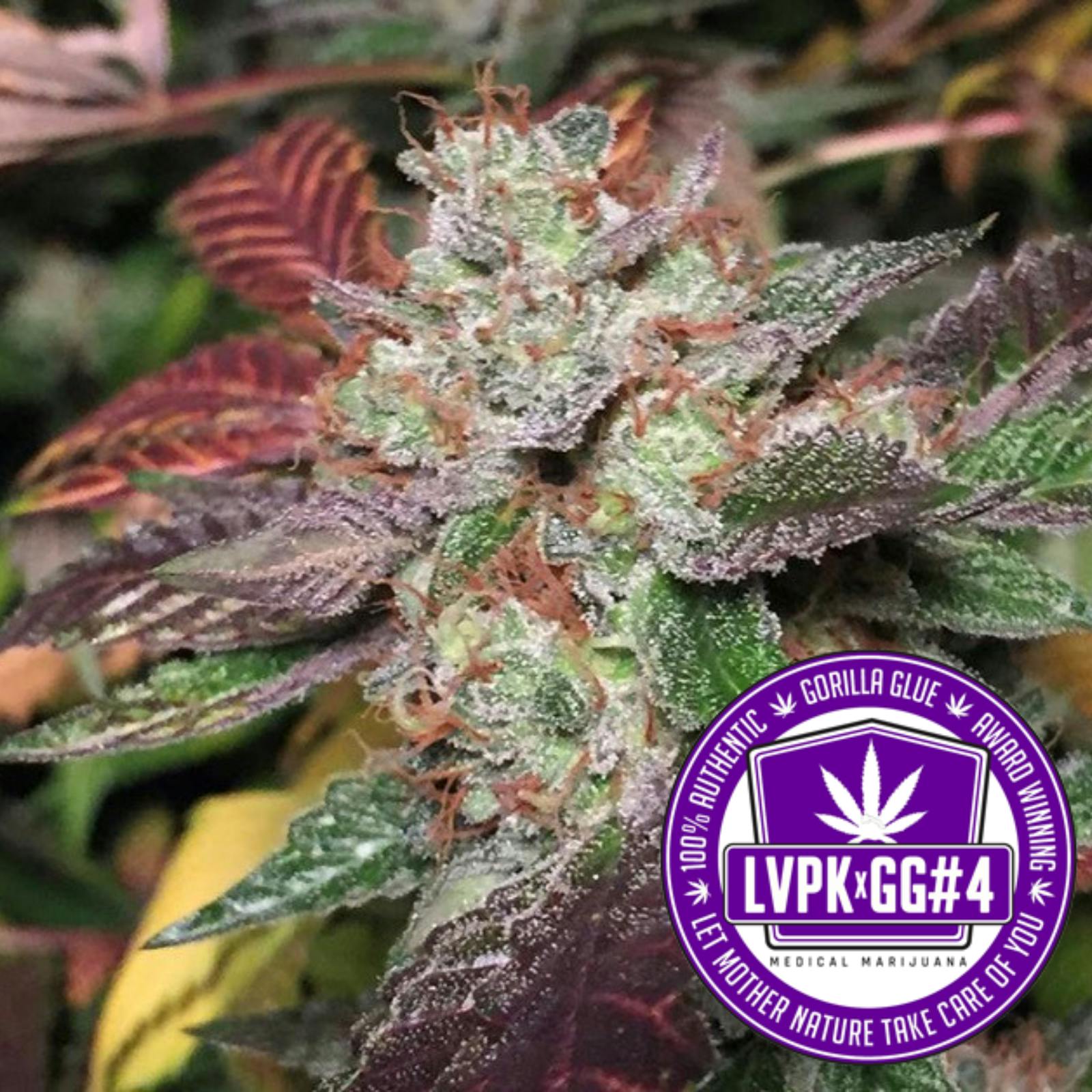 GG Strains LLC Purple Glue Leafly