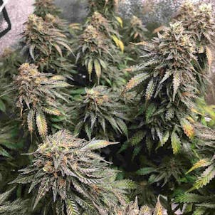 Photo of Mimosa Feminized