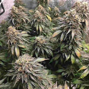 Photo of Mimosa Feminized