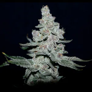 Photo of Fire 'n Ice (Hybrid)