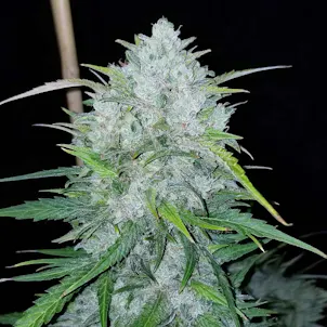 Photo of Bruce Banner Seeds - Autoflower