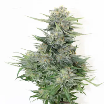 Photo of Platinum GSC (Platinum Girl Scout Cookies) Flower