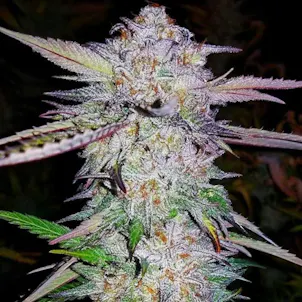 Photo of White Tahoe Cookies Seeds - Feminized