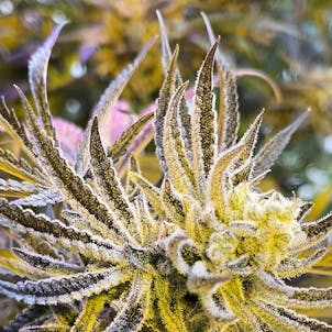 Photo of The Creature S1