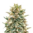 Product image for Bubba Kush Feminized Seeds