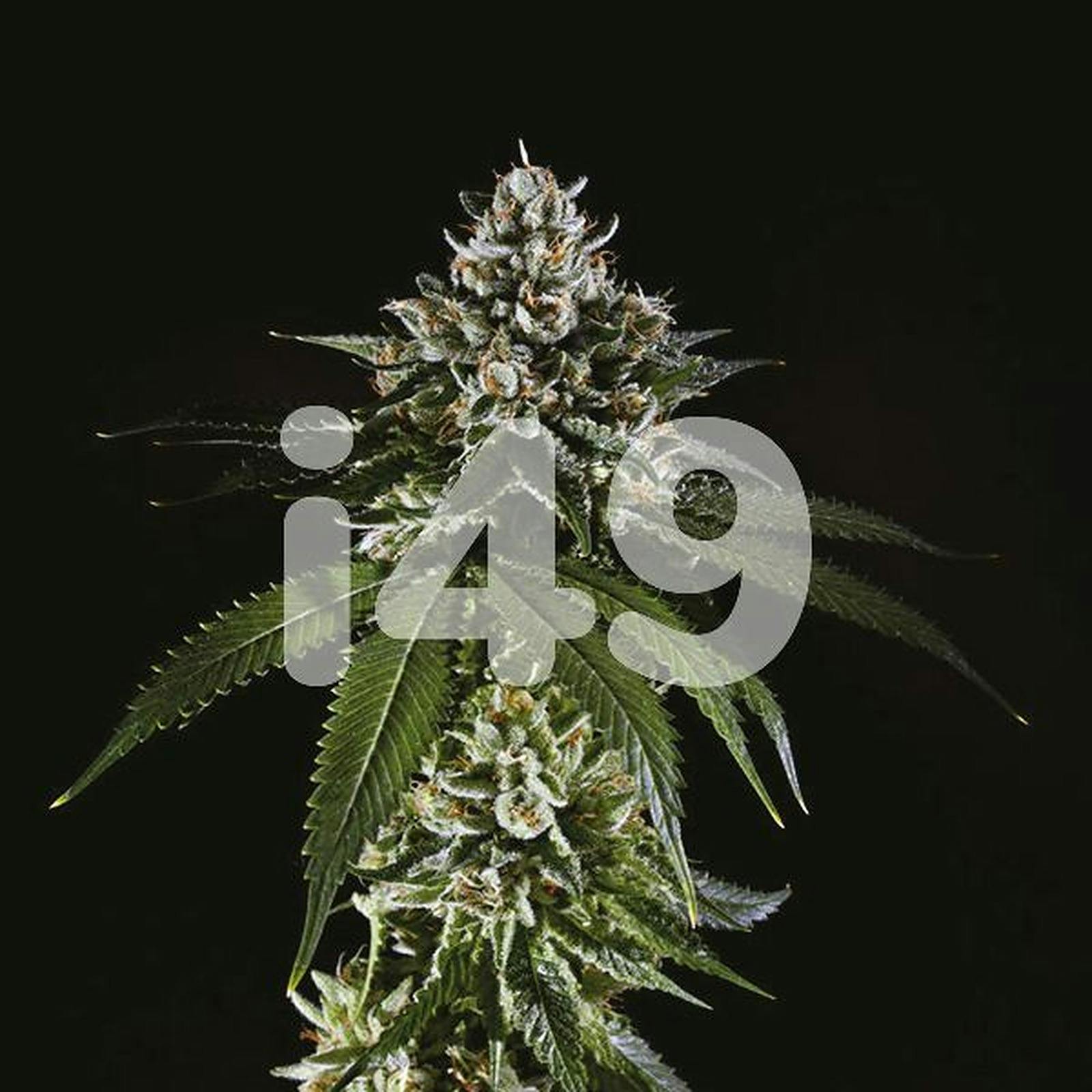 I49 Genetics Fire OG Fem Leafly
