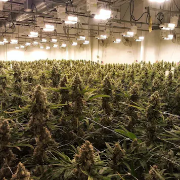 Photo of Golden Ticket