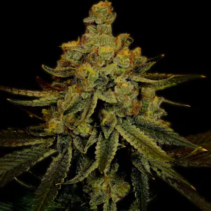 Photo of Big Bud