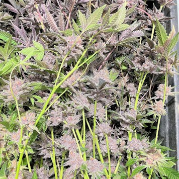 Photo of Tropicana Cherries