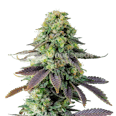 Chemdawg Feminized Seeds