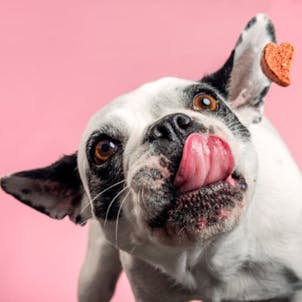 Photo of Pet Treats - 75mg Full Spectrum CBD