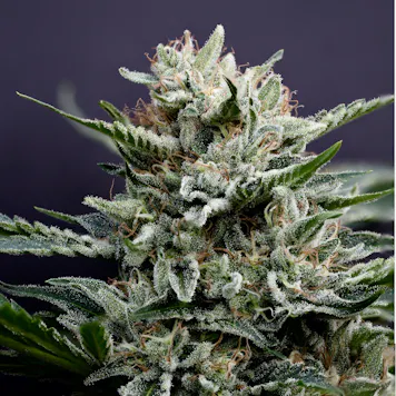 Photo of Lemon Skyfall