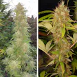 Product image for BlueBerry Mazar Fem Seeds