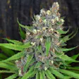 Product image for Ewok Purple Auto Fem Seeds