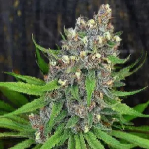 Photo of Ewok Purple Auto Fem Seeds
