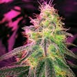 Product image for Black Jack feminized seeds x5