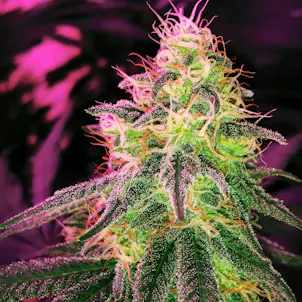 Photo of Black Jack feminized seeds x5