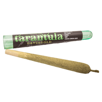 Photo of Green Tarantula