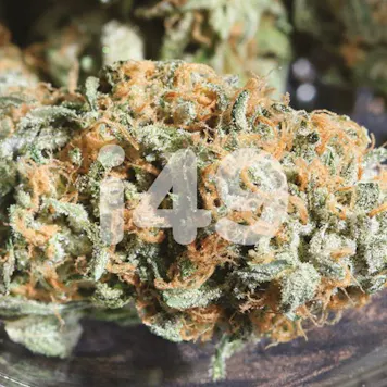 Photo of Auto Zkittlez Fem