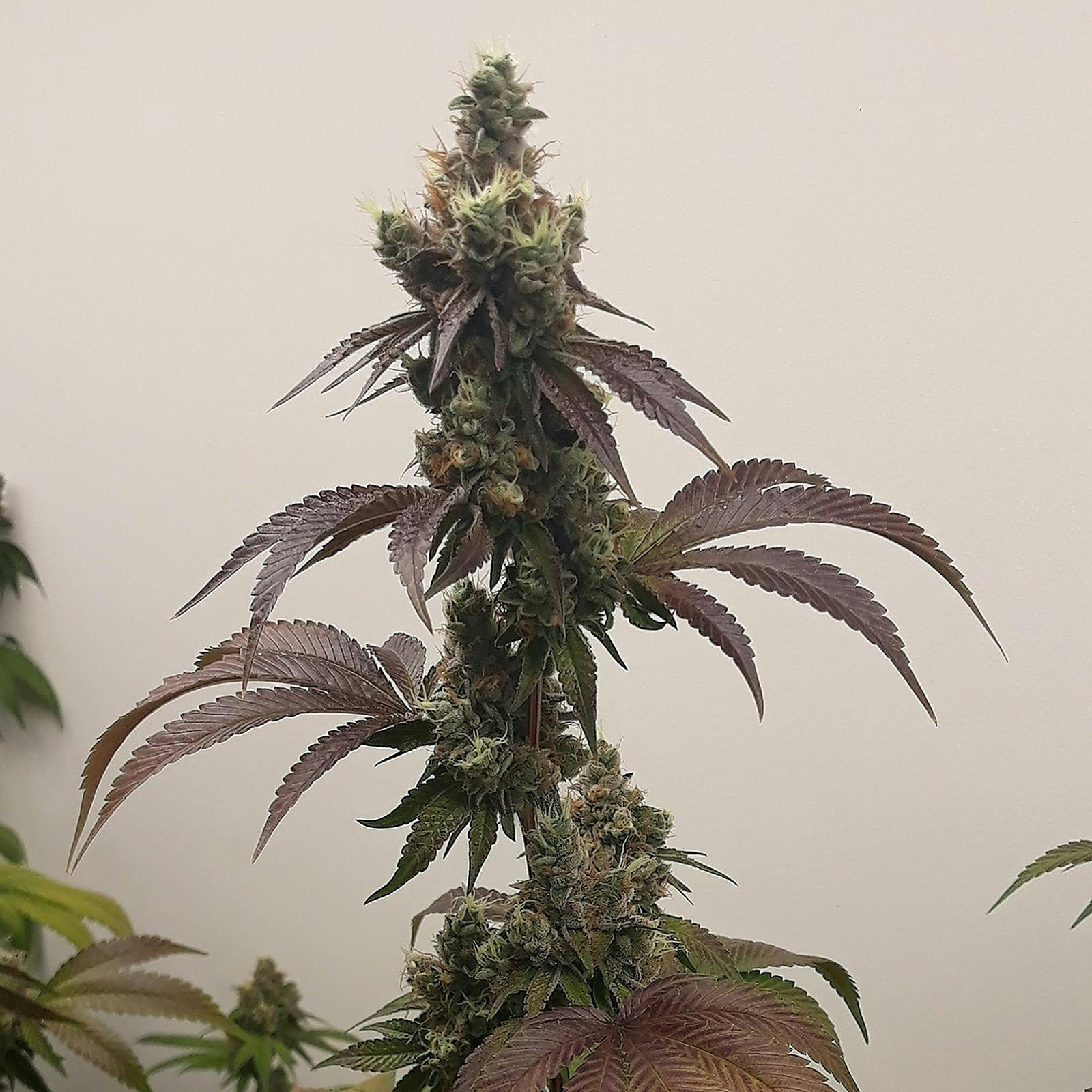 Plantworks Miss Fortune Cookie Leafly