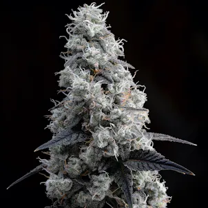 Photo of First Class Funk - Indica Hybrid