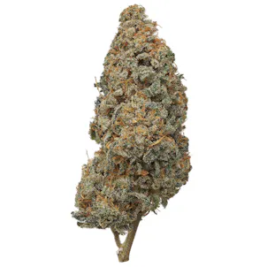 Photo of Indoor Pacific Cooler