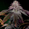 Product image for Purple Punch Fem Seeds