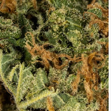 Photo of Poolboy Chem Dawg - 3.5 Gram