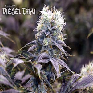 Photo of Diesel Thai