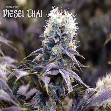 Photo of Diesel Thai