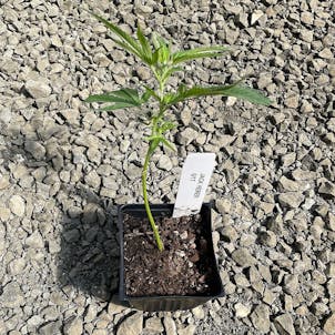 Photo of Jack Herer Clone