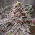 Product image for Lava Cake Seeds - Feminized