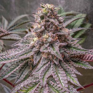 Photo of Lava Cake Seeds - Feminized