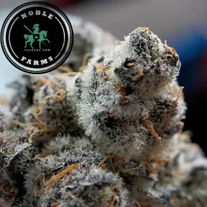 Photo of Royal Wedding