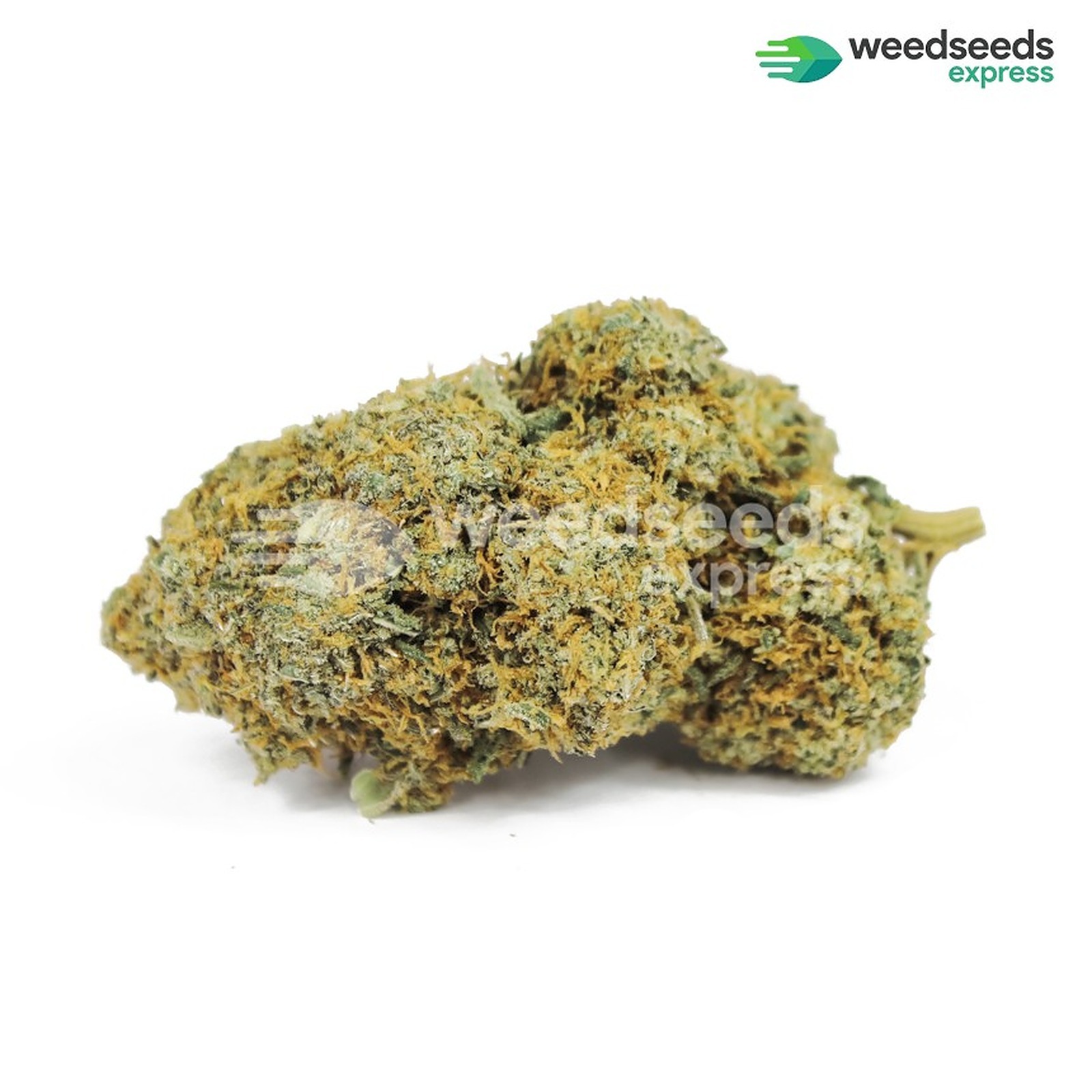 Weedseedsexpress: Acapulco Gold Autoflowering Seeds | Leafly