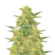Product image for C. Banana Feminized Seeds