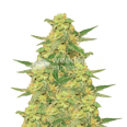 C. Banana Feminized Seeds