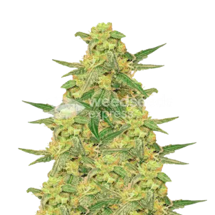 Photo of C. Banana Feminized Seeds